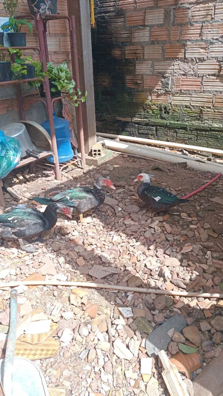Patos