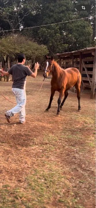 Potro Quarto de Milha - Foto 3