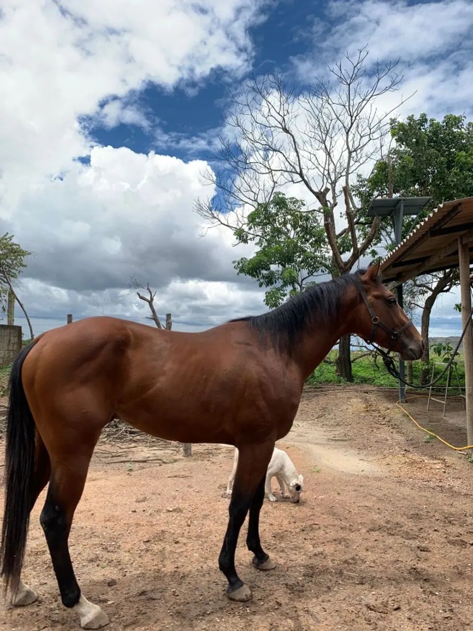CAVALO QUARTO DE MILHA PURO COM REGISTRO
