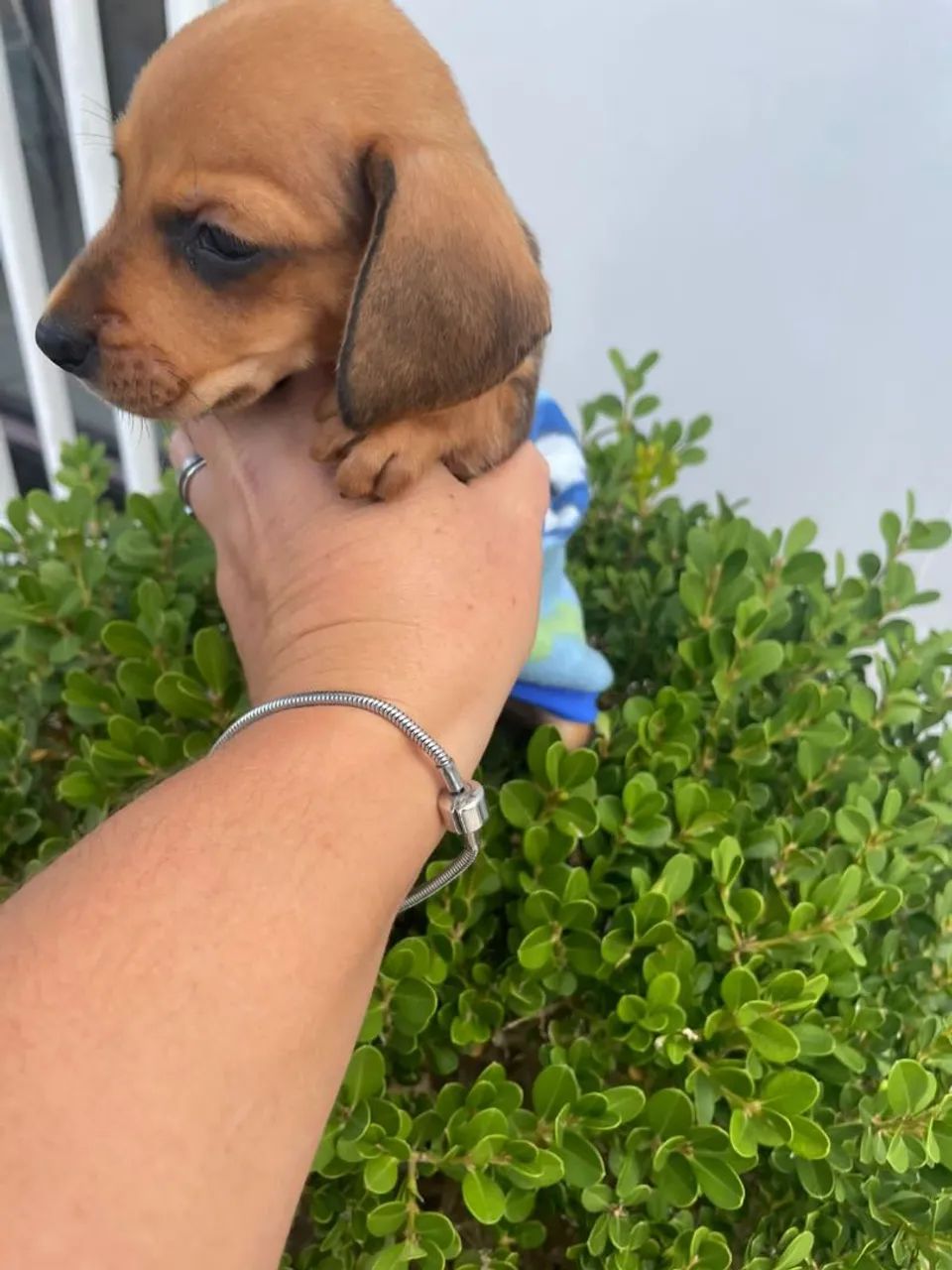 Filhote de Dachshund