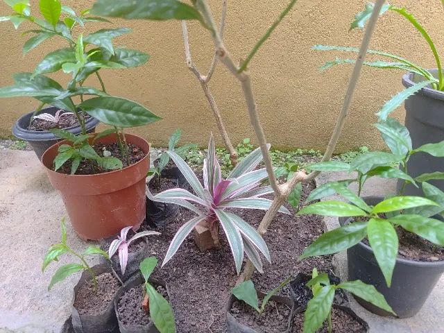 Ora-pro-nóbis (mudas tamanho grande, médio e pequena) - Foto 2
