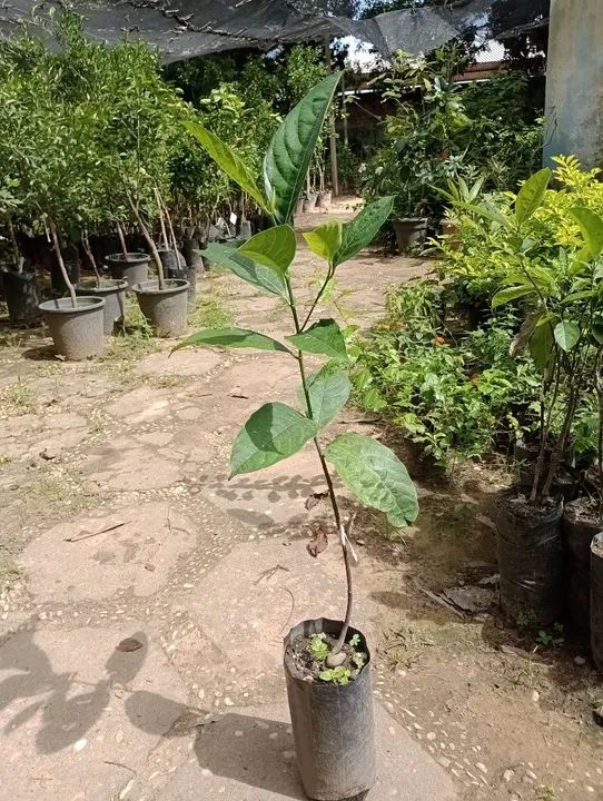 Mudas de Jaca enxertada - Pronta para Plantar - Foto 2