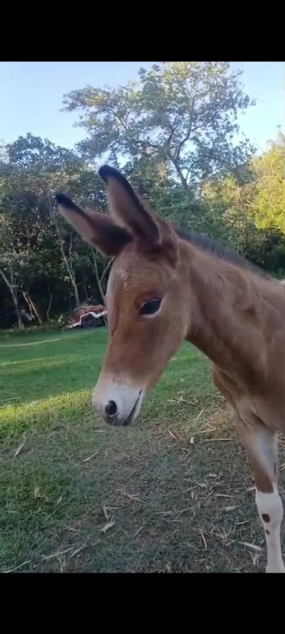 Vendo mula pampa exotica int chama no zap *  - Foto 3