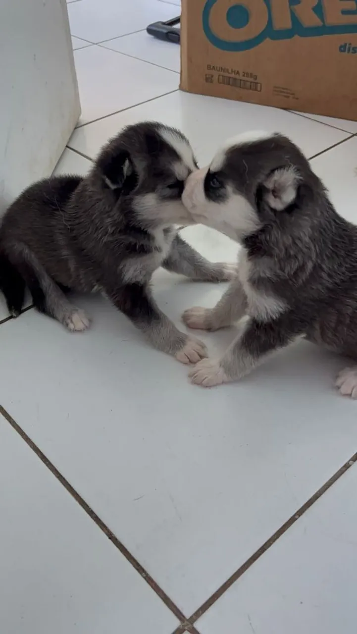 Filhotes de Husky Siberiano - Lindos e Carinhosos *66