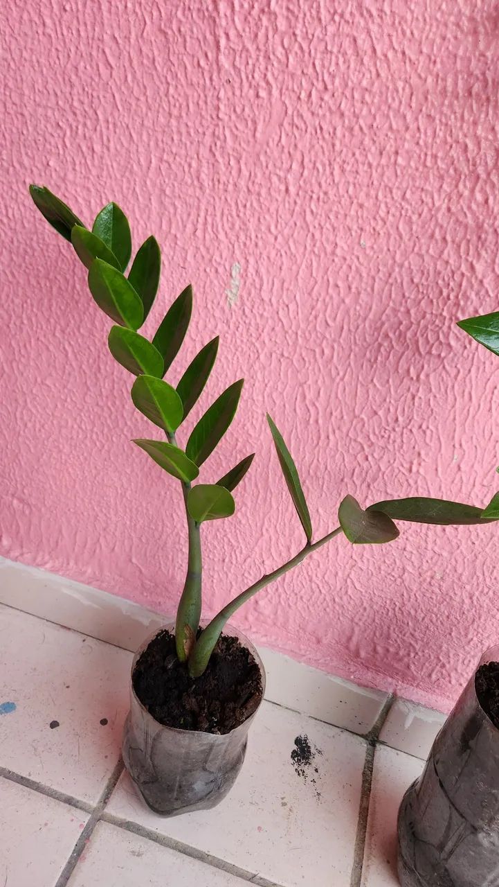 Zamioculca - Planta resistente e elegante para sua casa ou local de trabalho.  - Foto 5