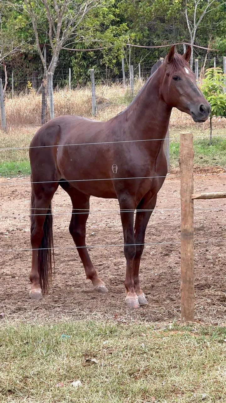 Cavalo mangalarga Marchador registrado  - Foto 3