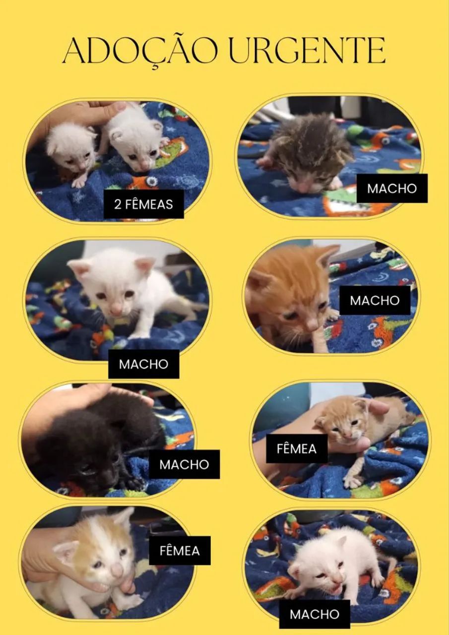 Adoção urgente - Foto 2
