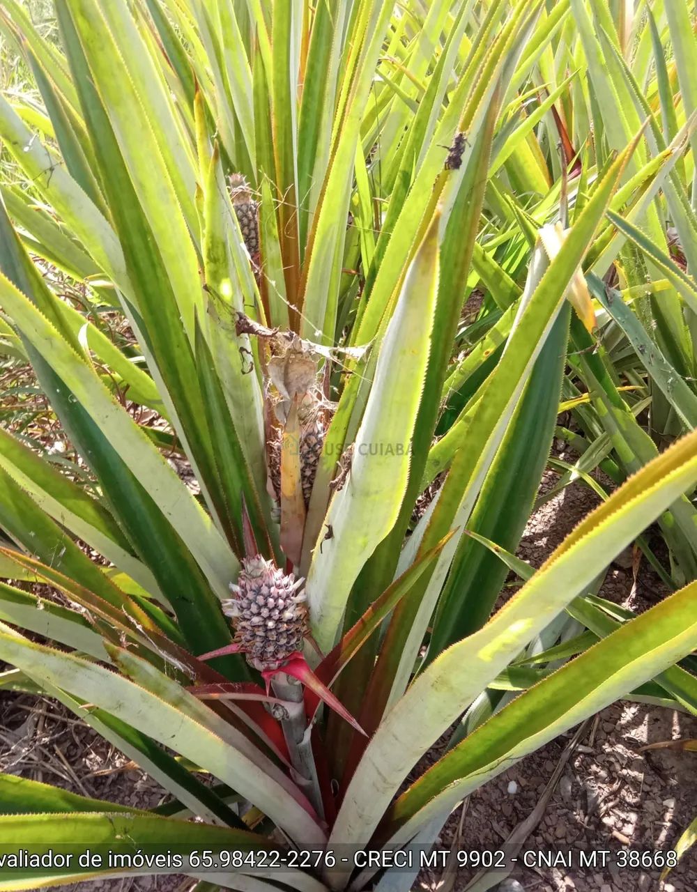 sítio de 34 hectares no assentamento comunidade sadia 3