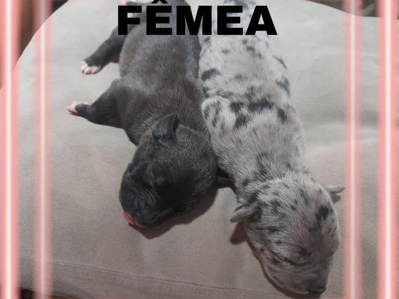 Filhotes de Pit Monster - Foto 4