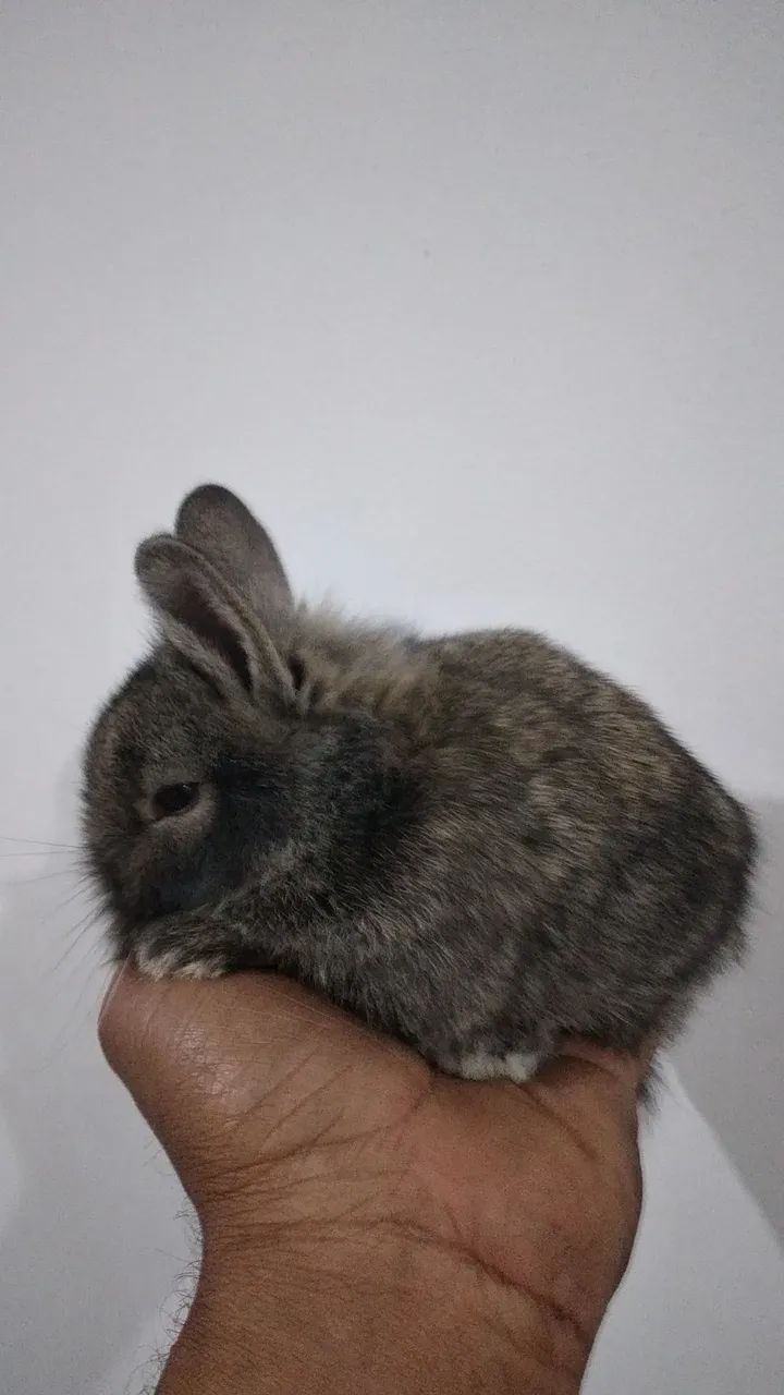 Filhotes de mini coelhos  - Foto 2