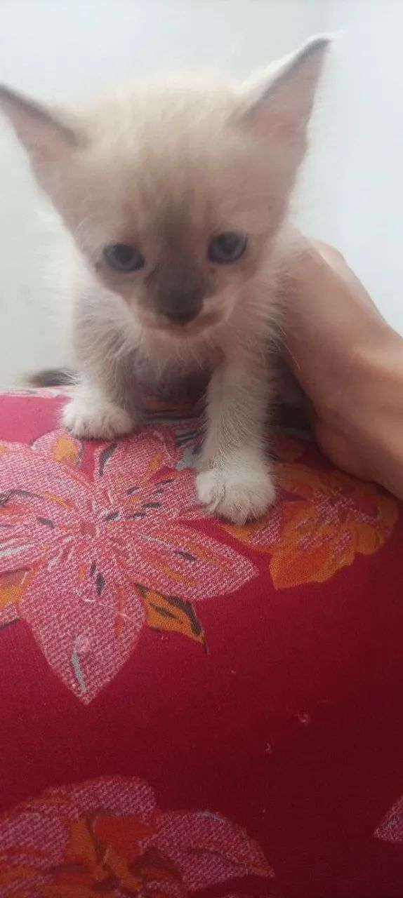 Gatinhos  - Foto 3