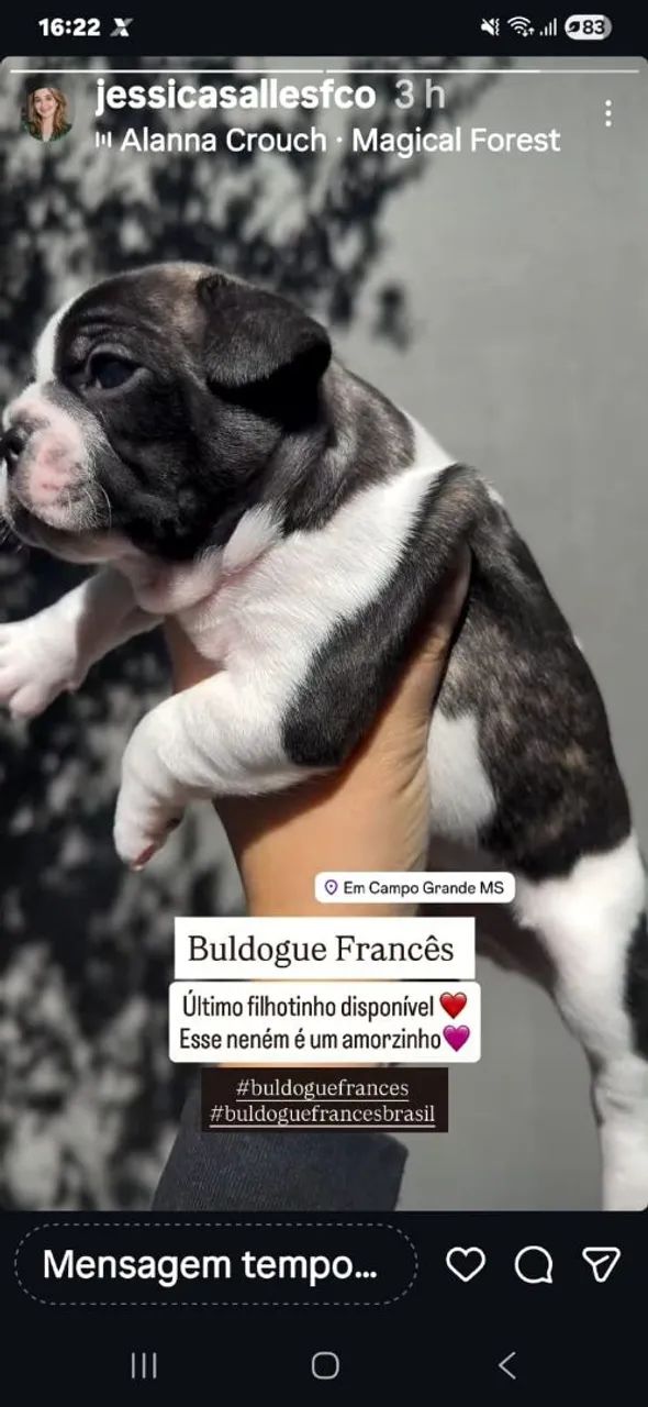 Buldogue francês  macho - Foto 3