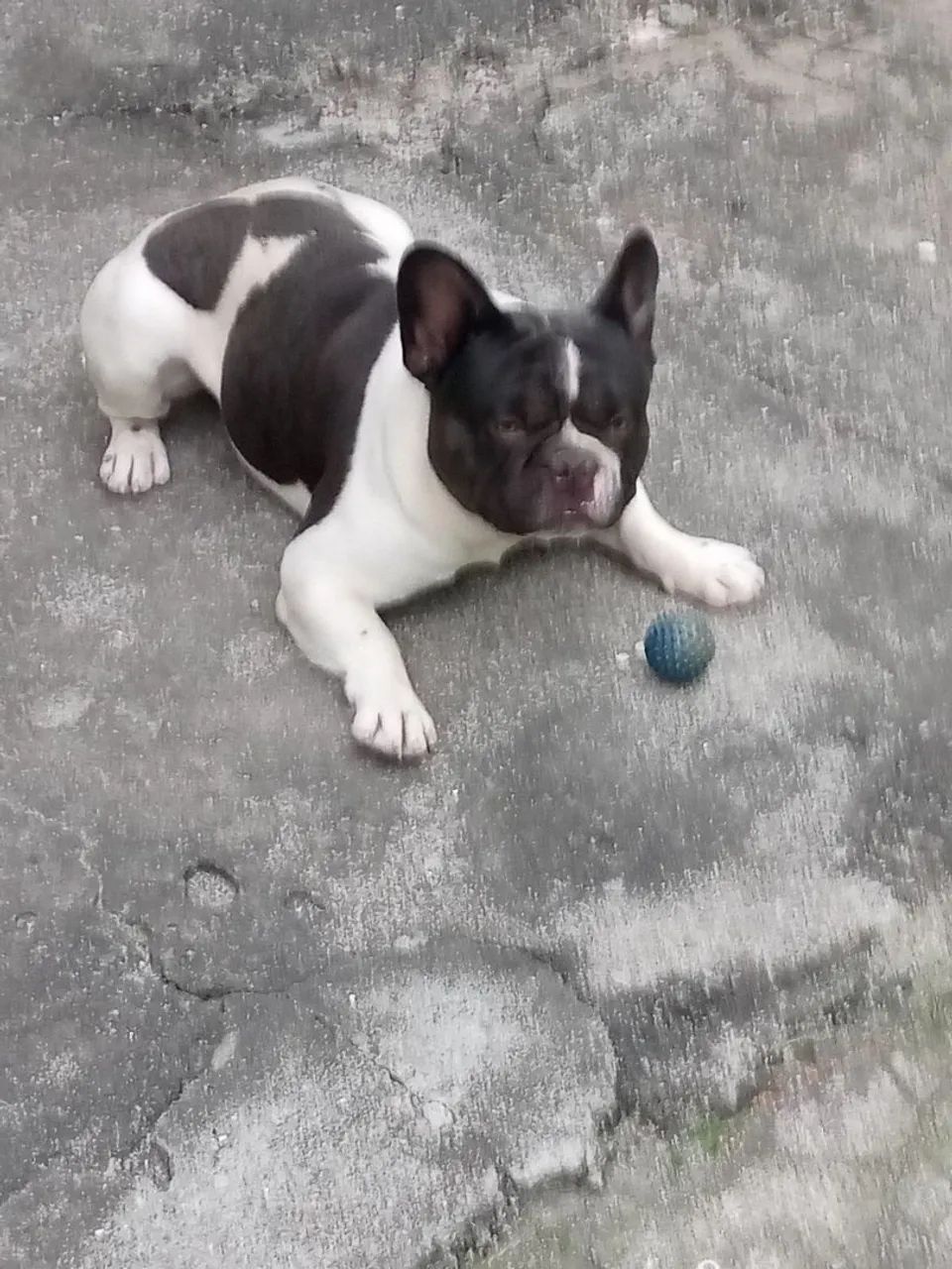 Bulldog frances