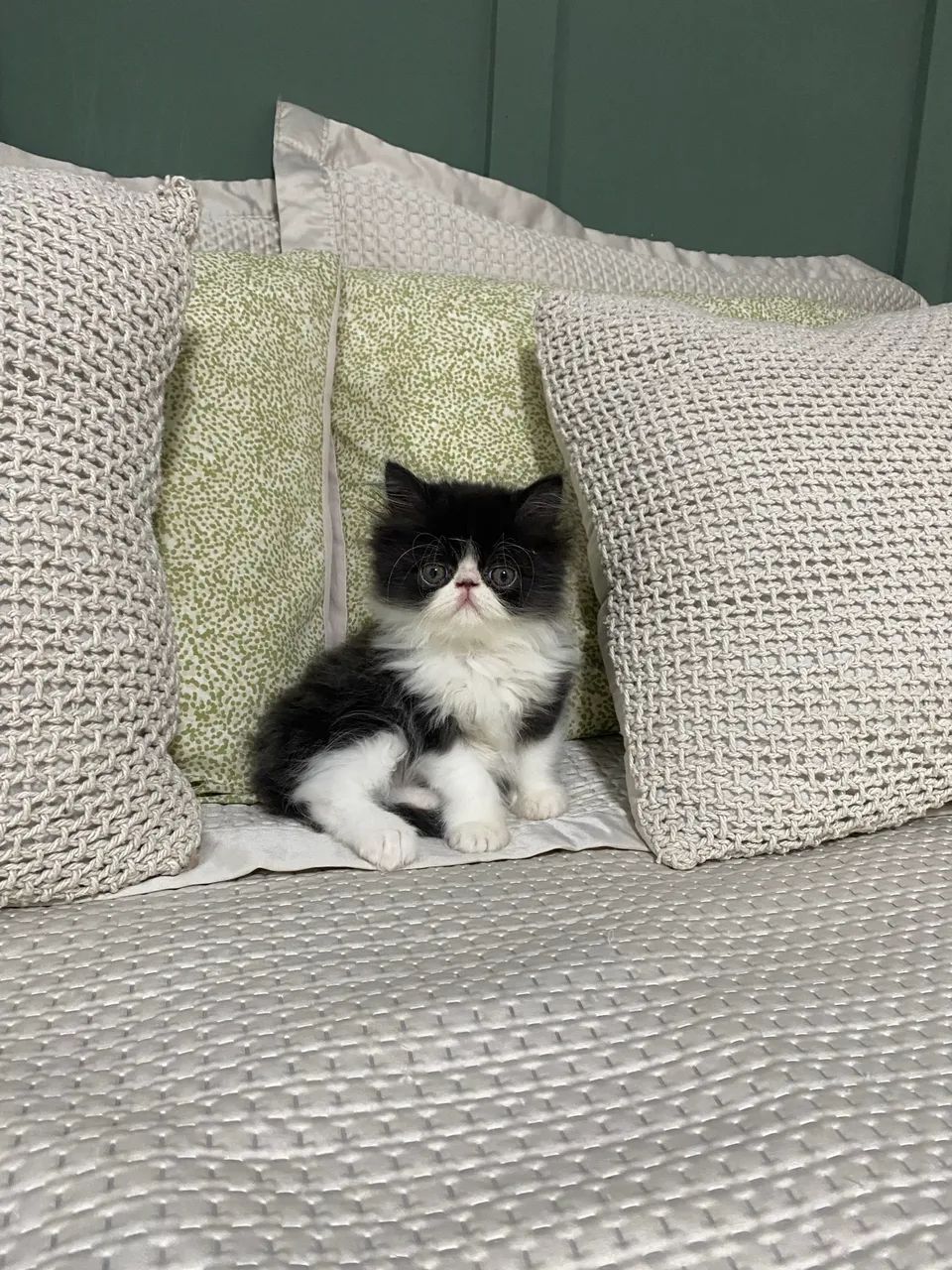 Gato Persa - Foto 2