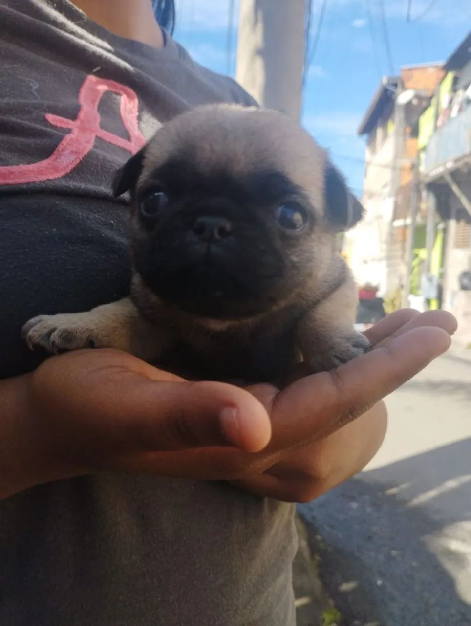 Lindo filhote Pug disponível  - Foto 3