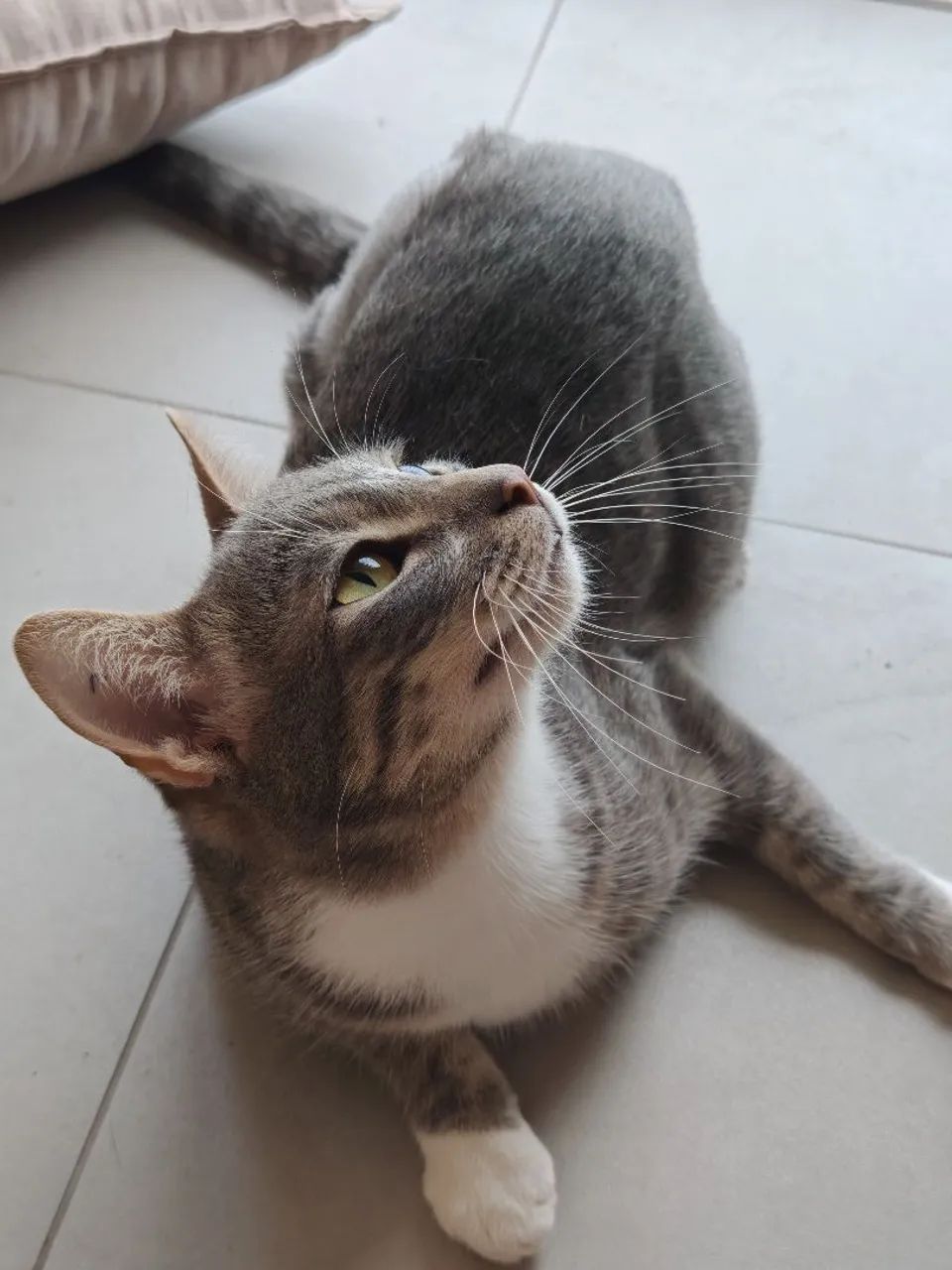 Doação de gato