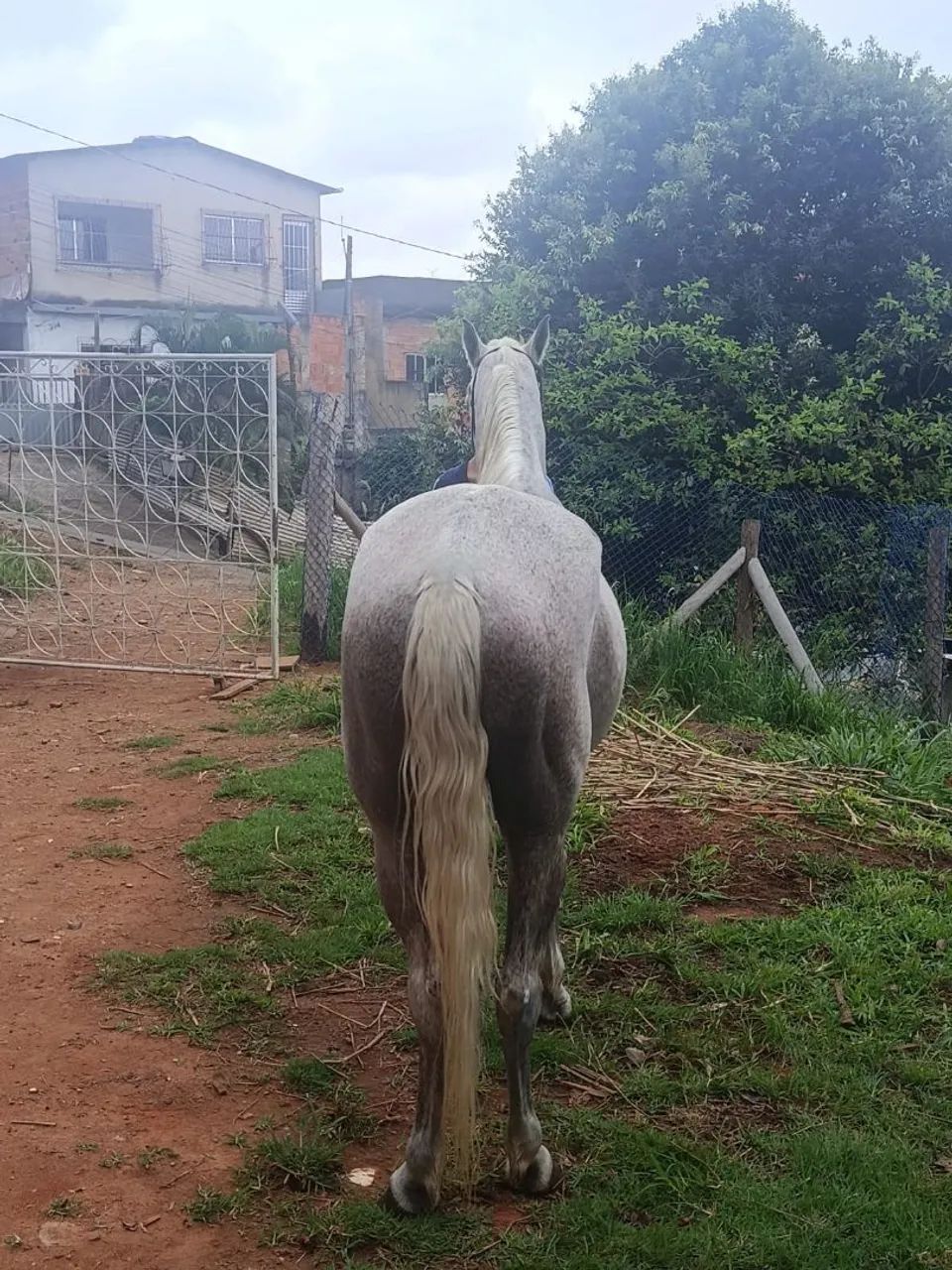 Cavalo  - Foto 4