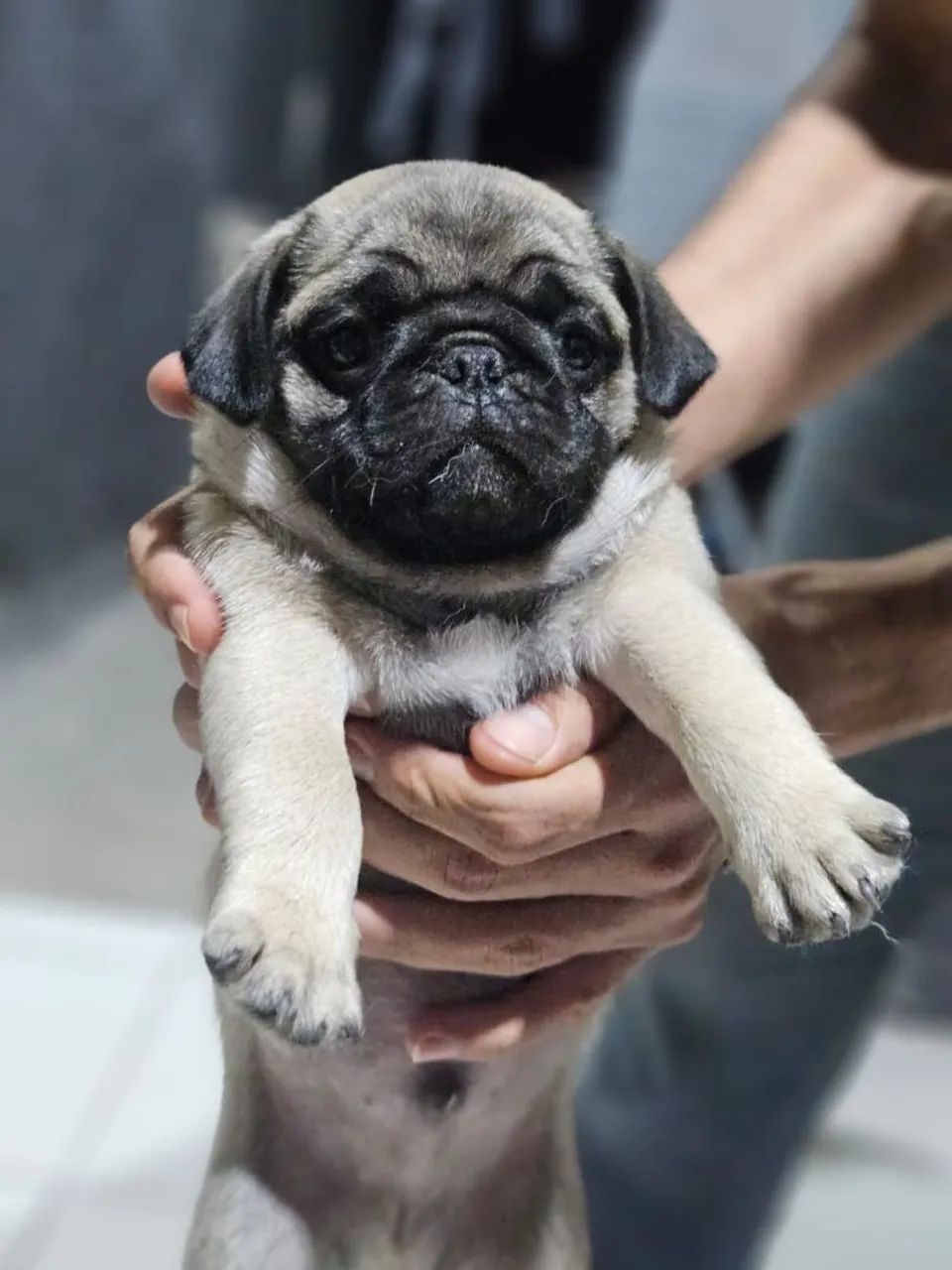 Pug - Foto 4