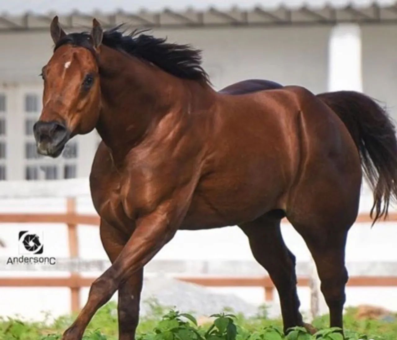 CAVALO DE DIREITA - Foto 3