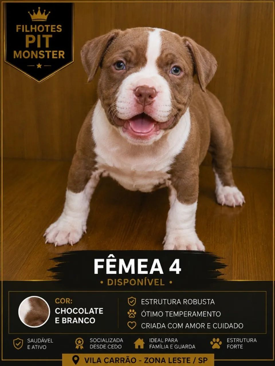 Filhotes de Pit Monster com cores diferenciadas | 3 machos e 4 fêmeas | Vila Carrão - SP | - Foto 6