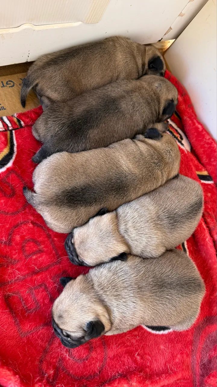 Lindos Pug disponível  - Foto 4