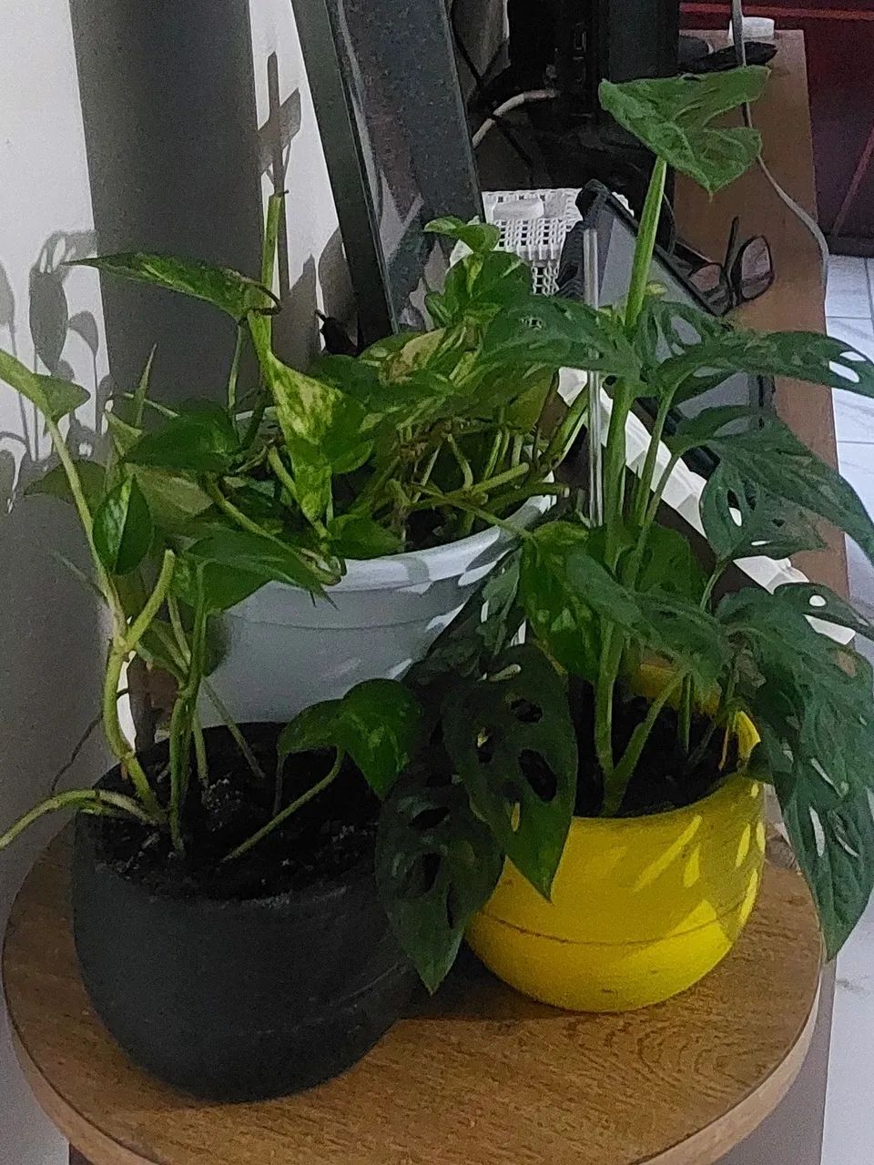 Plantas