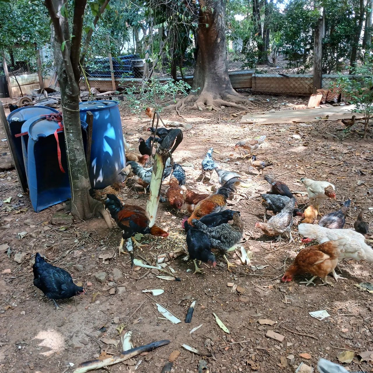 Galinhas  - Foto 5