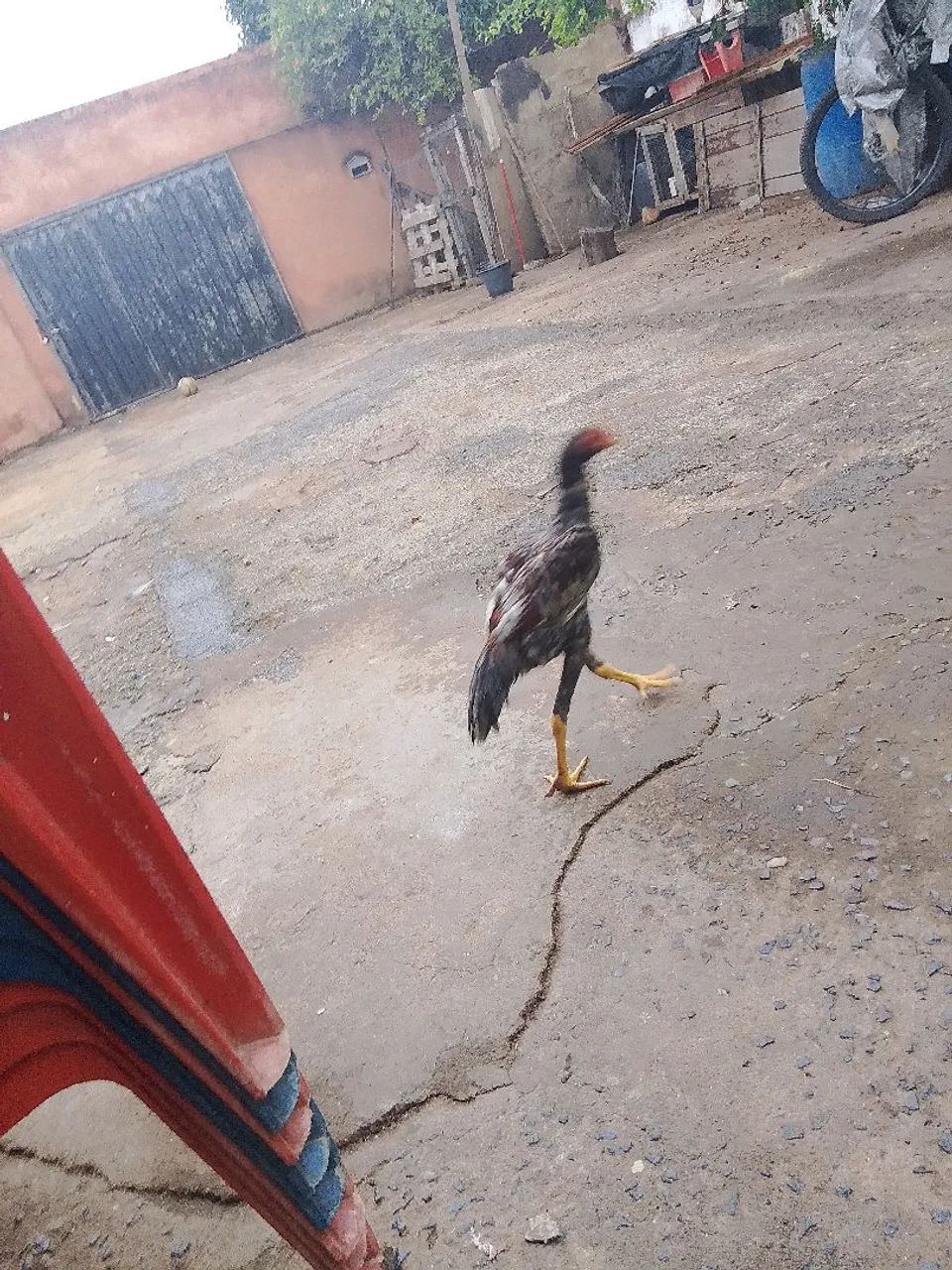 Vendo 3 frangos indios - Foto 4