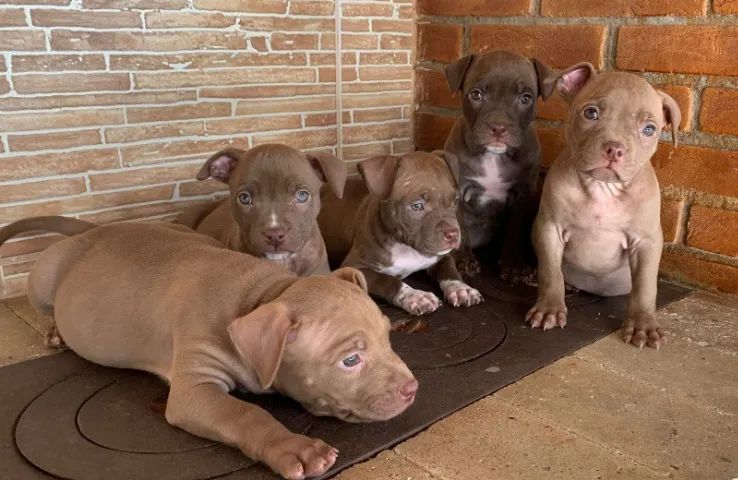 Pitbull Macho com Pedigree - Saúde, Segurança e Procedência - Foto 2