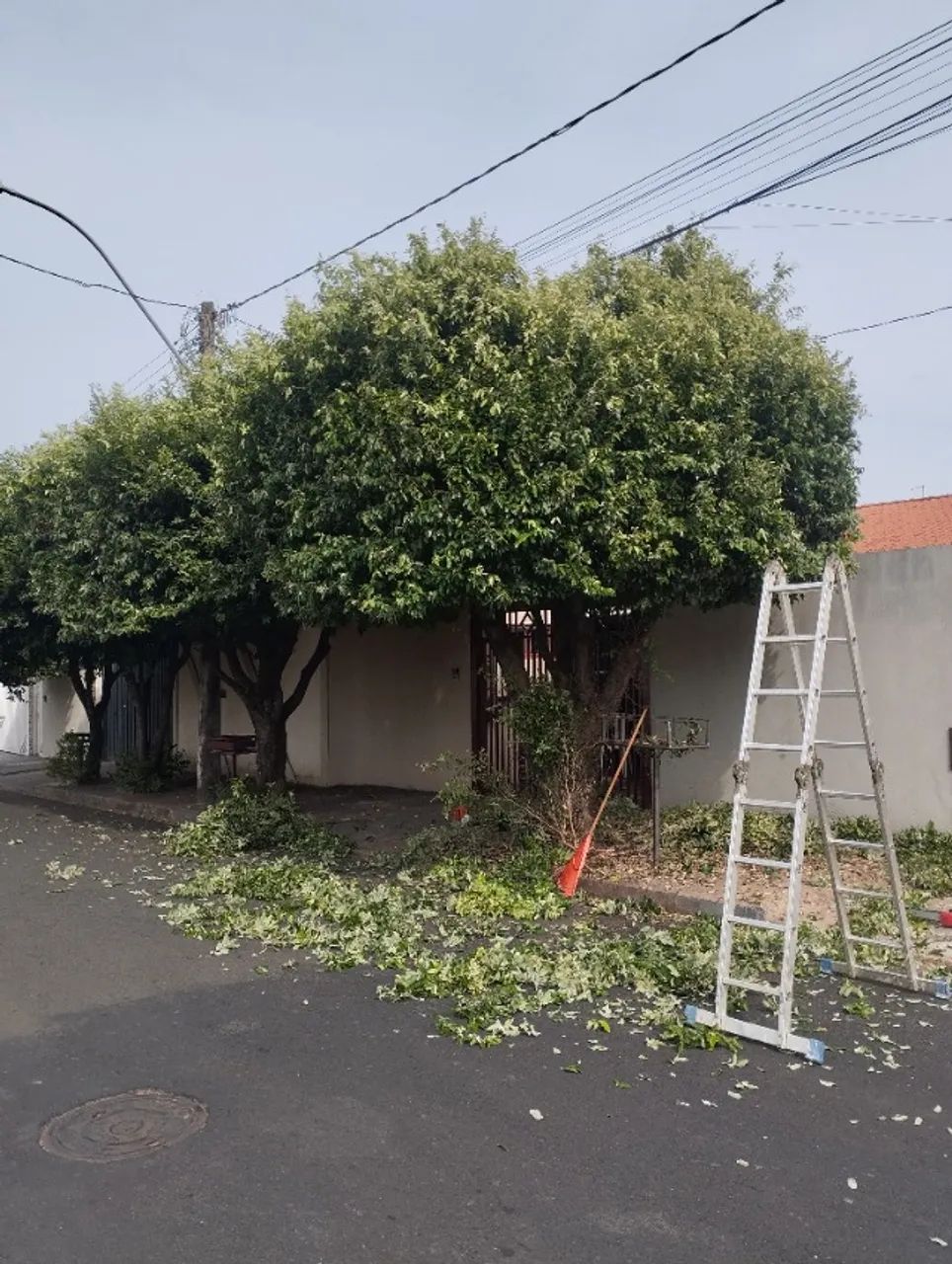 Podar a árvore é bem estar pessoal e coletivo  - Foto 5
