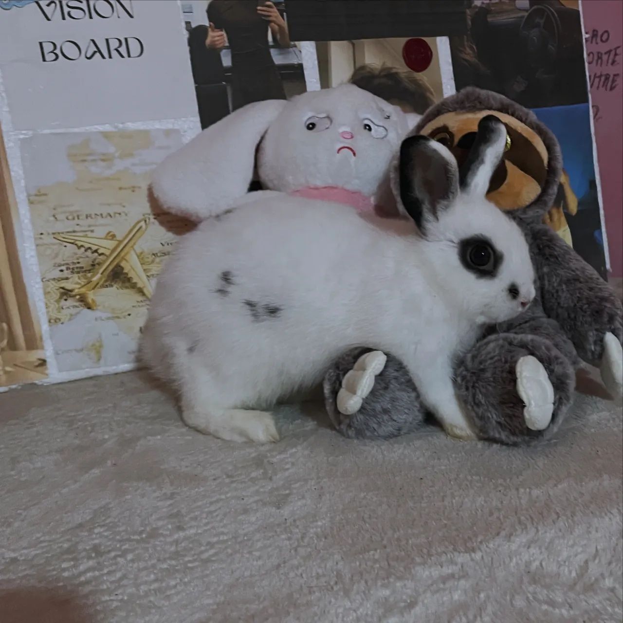 Mini coelhos 