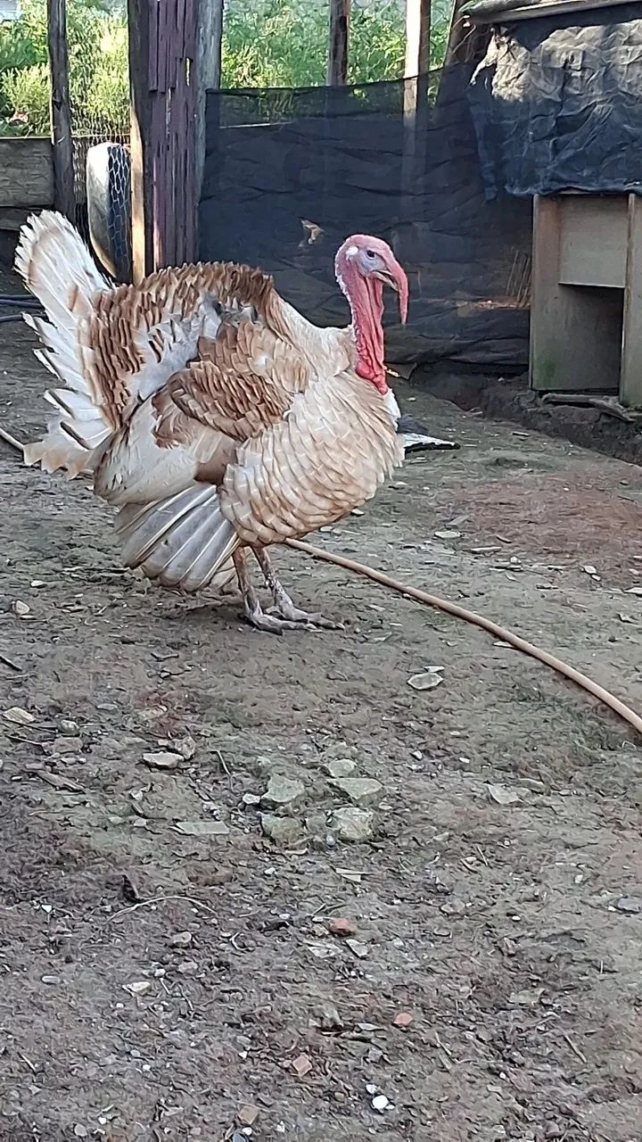 Casal de perus - Foto 4
