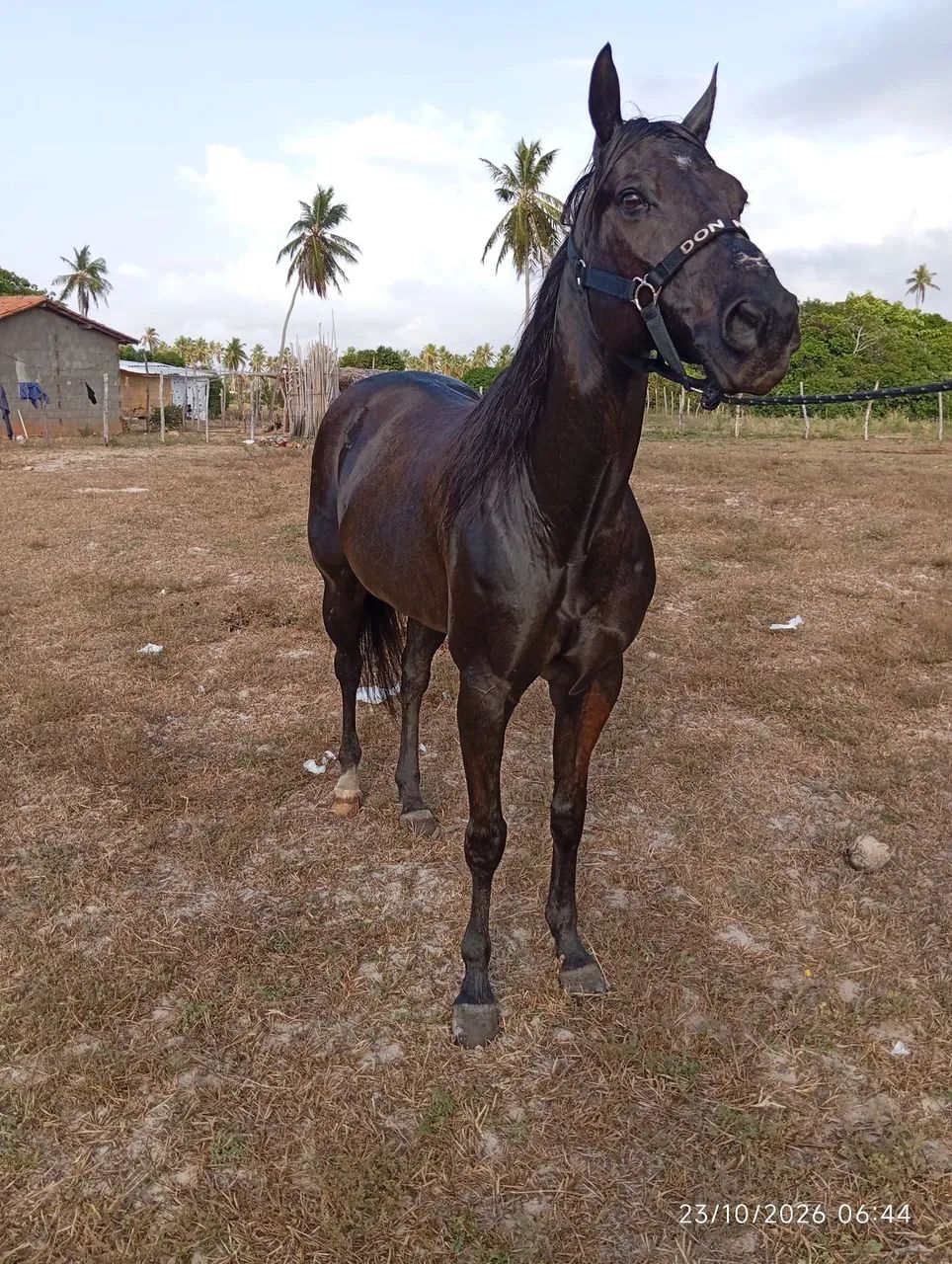 Cavalo QM - Foto 3