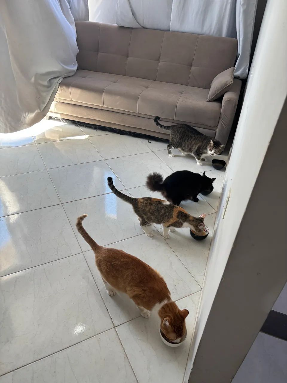 Adoção responsável  - Foto 2