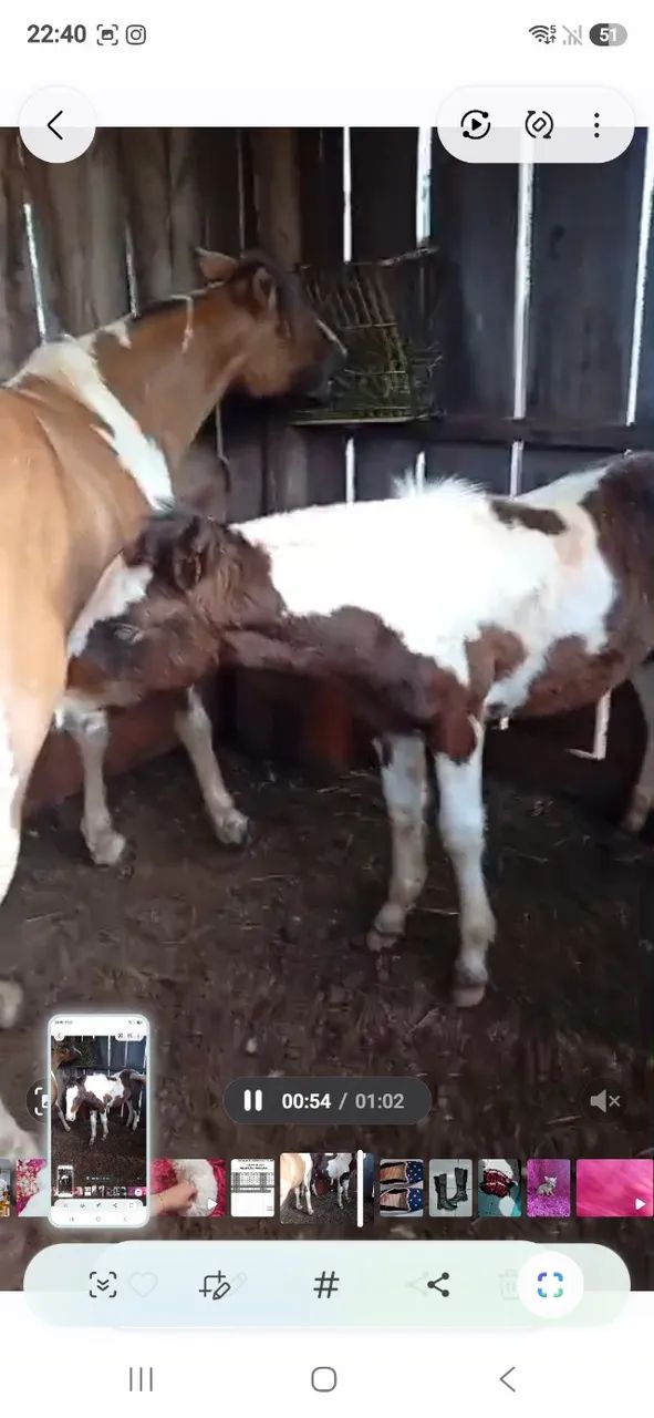 Cavalo crioulo