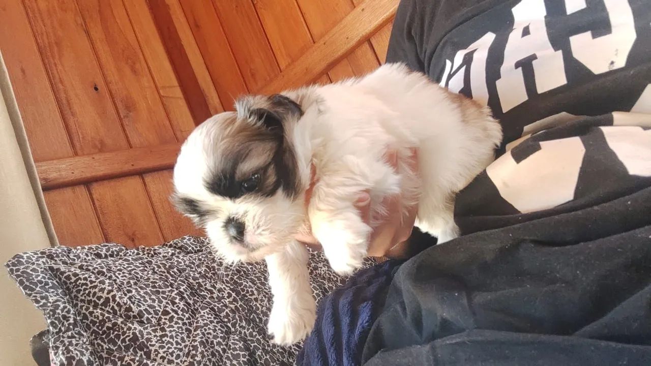 Cachorro schitzu  - Foto 3