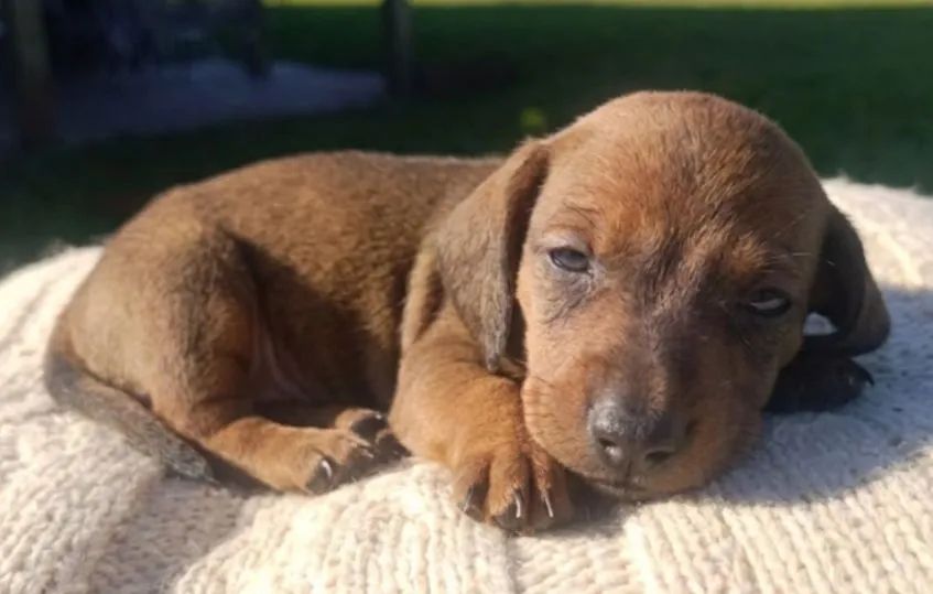 Filhote Dachshund 437443597718661121