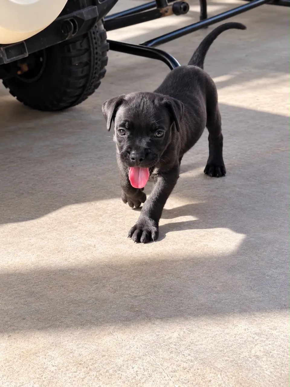 ? CANE CORSO PURO - FILHOTES - Foto 2