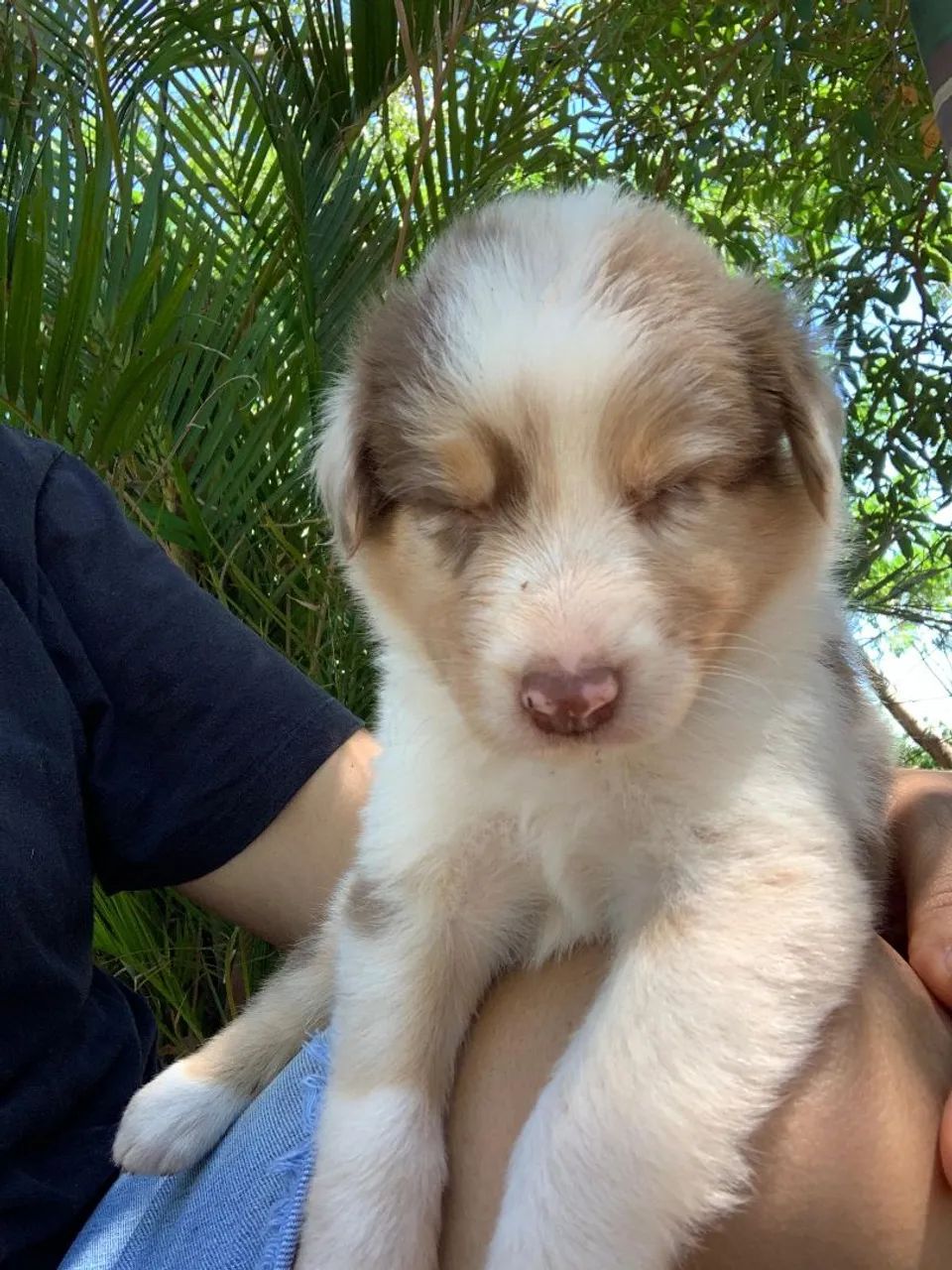 Border Collie macho  - Foto 2