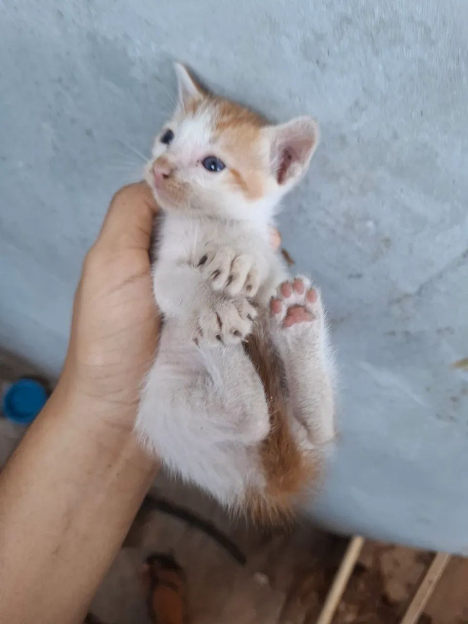 Gatinhos em adoção - Foto 4
