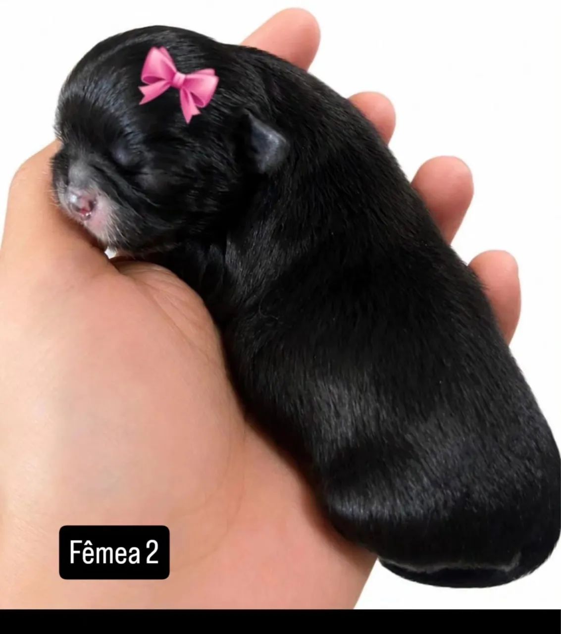 Chihuahua  - Foto 2
