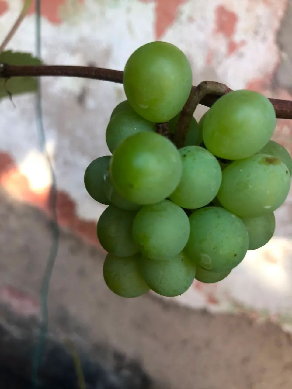 Mudas de uvas vitória em produção cel. *30... - Foto 5