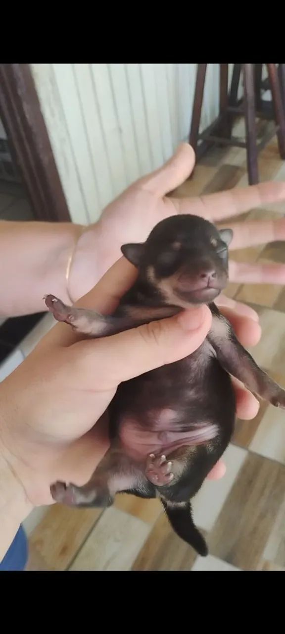 Pinscher  - Foto 2