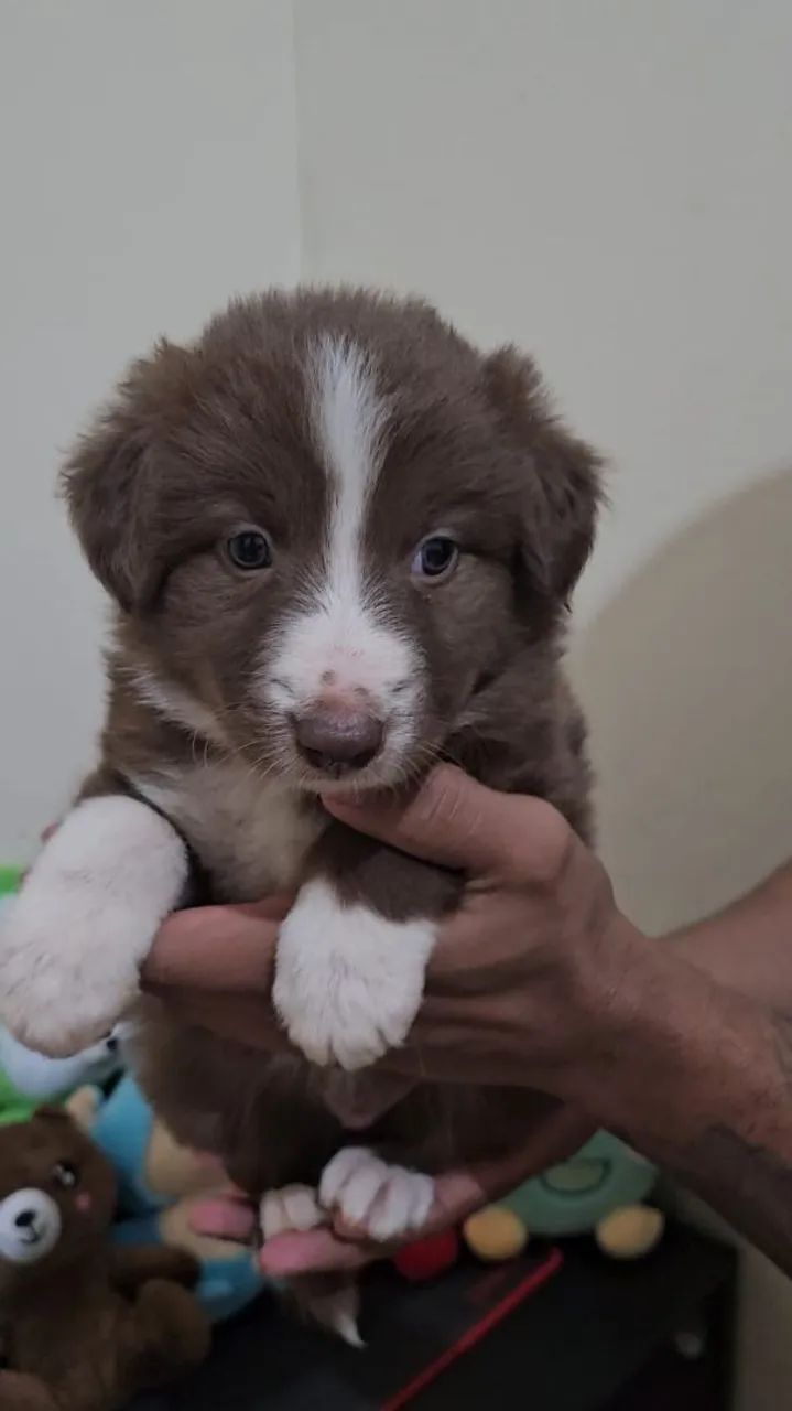 Border collie - Foto 2