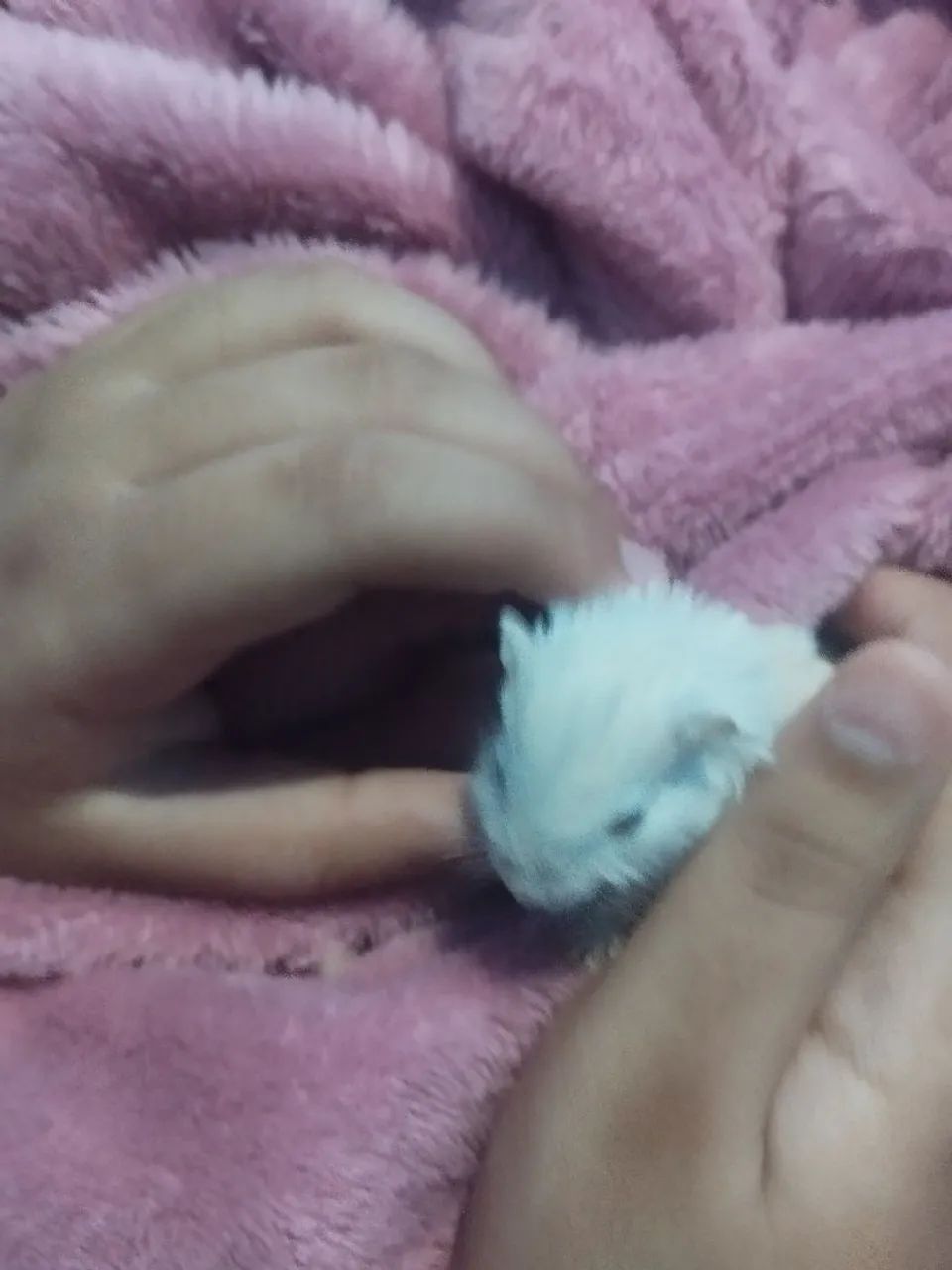 Gerbil Esquilo da Mongólia hamster pet roedores machos, fêmeas e casais adultos e filhotes - Foto 6