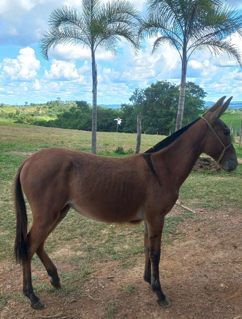 Futura mula de patrão  - Foto 2