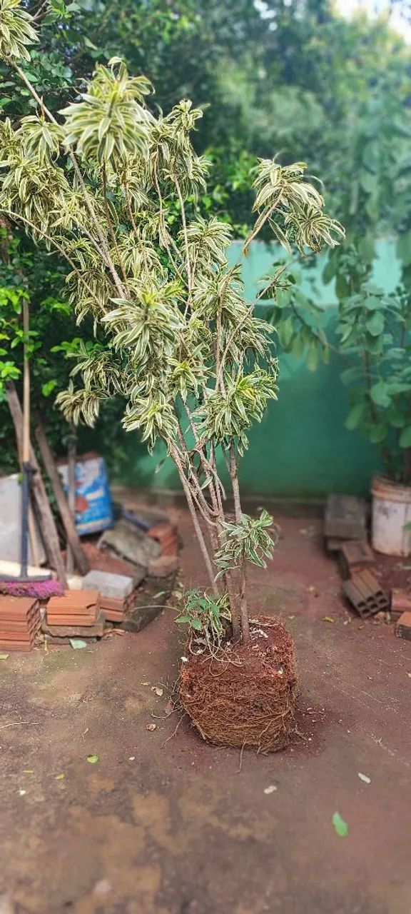 Vendo essa planta - Foto 2