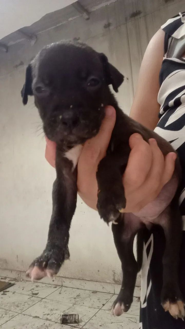Vendo filhote de Pitbull 200 - Foto 3