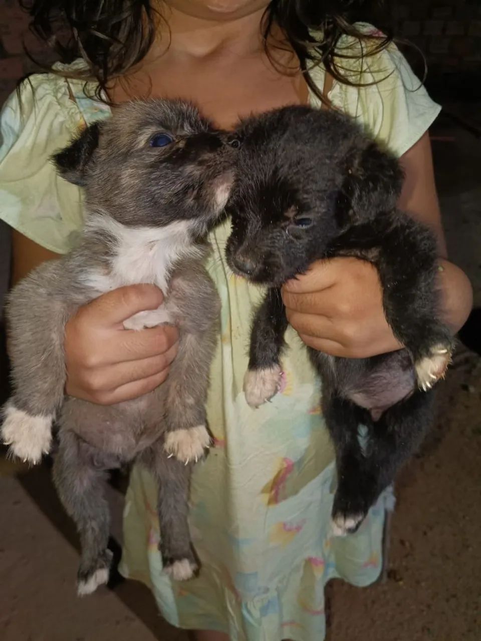 Cachorros - Foto 3