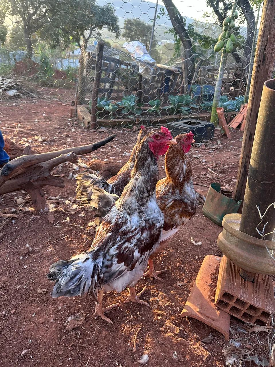 Frangos Caipira  - Foto 2